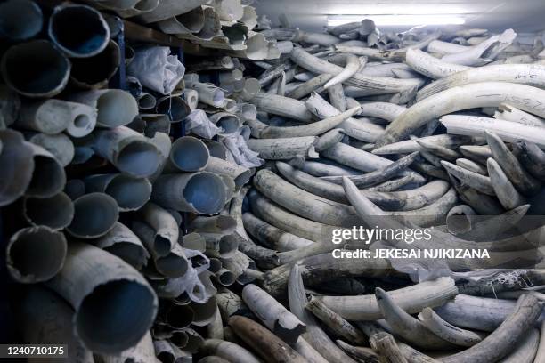 Picture taken on May 16, 2022 in Harare shows stocks of elephant ivory stacked one on top of another inside a strong room where the country's ivory...