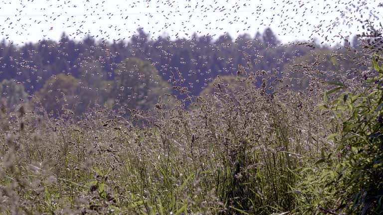 Swarm Image 2,827 Bee Swarm Stock Videos, Footage, & 4K Video Clips - Getty Images