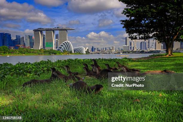 Bevy of smooth coated otters lookout to the city skyline at the Gardens by the Bay on May 17, 2022 in Singapore. Wild otters are making a comeback to...