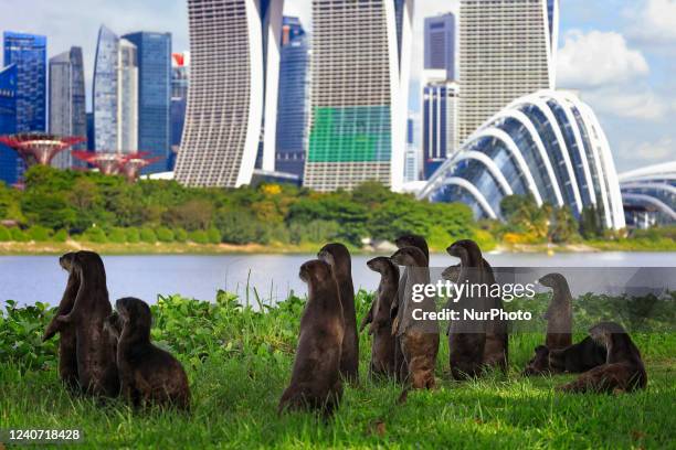 Bevy of smooth coated otters lookout to the city skyline at the Gardens by the Bay on May 17, 2022 in Singapore. Wild otters are making a comeback to...