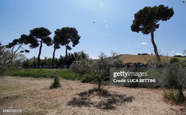 The pack of riders cycles past olive trees during the 10th stage of the Giro d'Italia 2022 cycling race, 196 kilometers between Pescara and Jesi,...