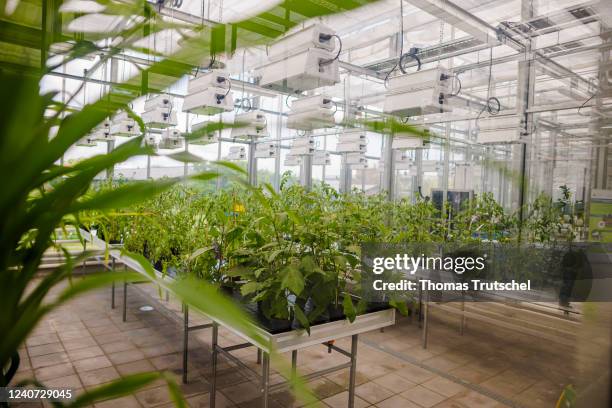 View of the phytotechnical research greenhouse at the University of Hohenheim on May 13, 2022 in Stuttgart, Germany.