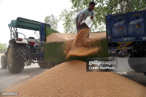 Labourer unloads grains of wheat from a tractor trolley at a wholesale grain market near Sonipat, on the outskirts of New Delhi, India on May 17,...