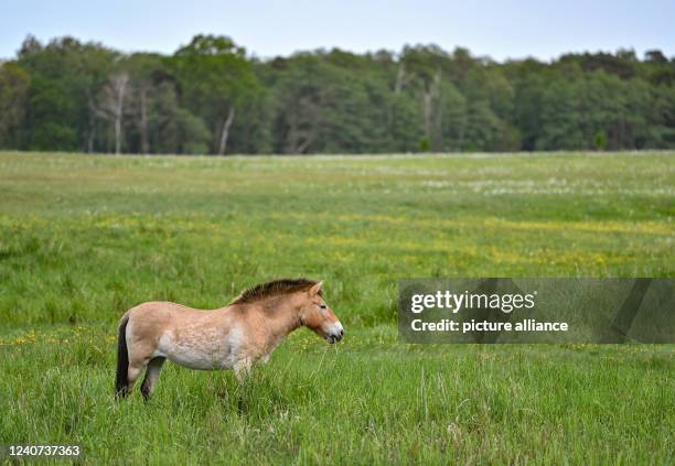 May 2022, Brandenburg, Groß Schönebeck: A Przewalski's horse stands in a meadow in the Schorfheide Game Park. The game park is home exclusively to...