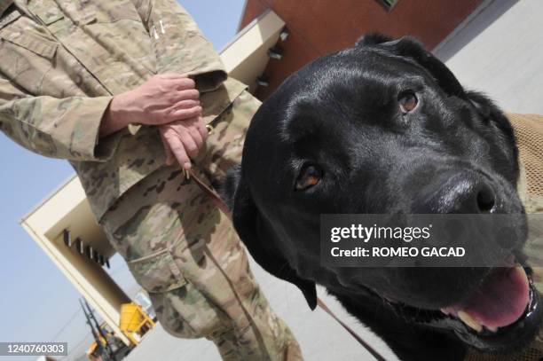 605 Animal Assisted Therapy Photos and Premium High Res Pictures - Getty Images 605 Animal Assisted Therapy Photos and Premium High Res Pictures - Getty Images