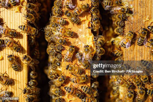 Bees crawl around the wooden honeycombe frames inside a hive at Nicola Reed's apiary inside her walled garden near Malmesbury, Wiltshire, which she...