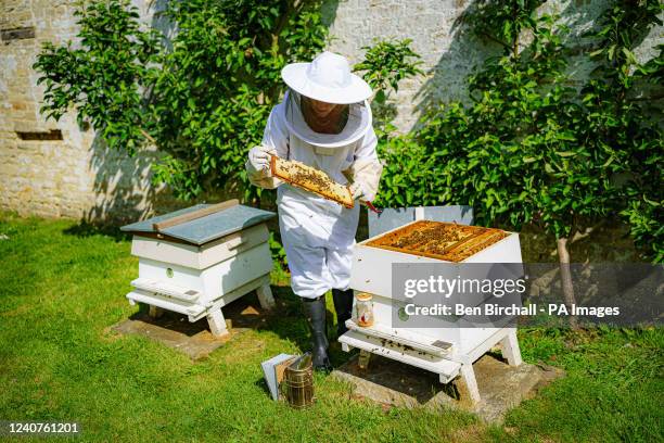 Beekeeper Nicola Reed checks her Beeble honeycombe frames at the hives inside her walled garden near Malmesbury, Wiltshire. Picture date: Tuesday May...