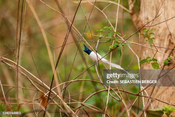 This picture taken on May 11, 2022 shows an asian paradise flycatcher in the Jim Corbett National Park at Ramnagar in India's Uttarakhand state.
