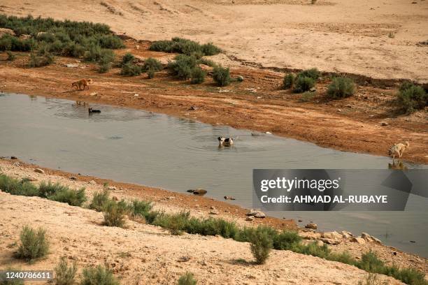 Dogs wade to cool off in the water in the remains of Lake Hamrin in Iraq's Diyala province on May 20, 2022. - After a drop in rainfall and a...