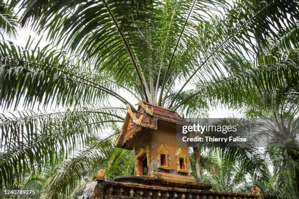 Spirit house, aimed to protect local spirits, is erected in a palm oil plantation. Thailand is the third largest producer of palm oil in the world....