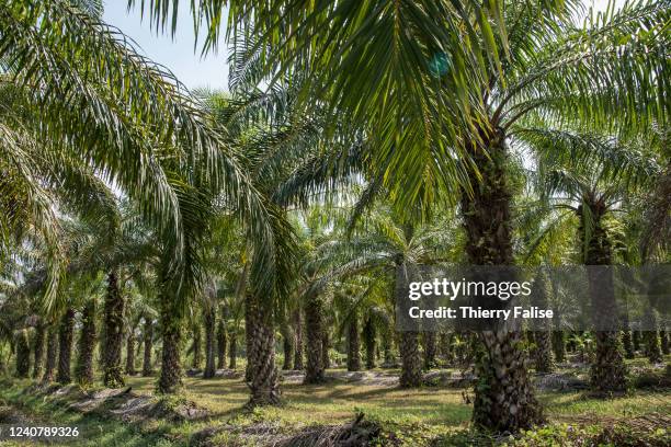 Palm oil plantation in southern Thailand. Thailand is the third largest producer of palm oil in the world. With a production of 2.80 million tons the...