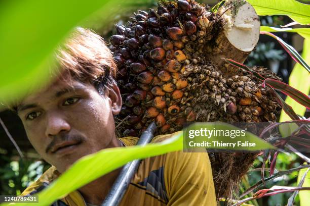 Worker carries a load of palm oil nuts or fruits freshly cut from a tree. Thailand is the third largest producer of palm oil in the world. With a...