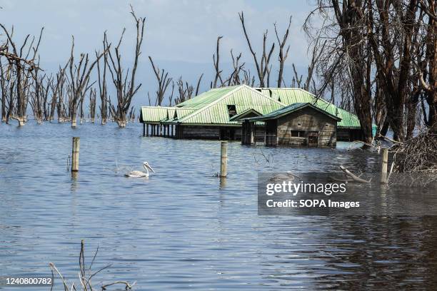 Two great white pelicans swim past submerged office blocks near the former entrance of Lake Nakuru National Park. Over the last 10 years, Lakes in...