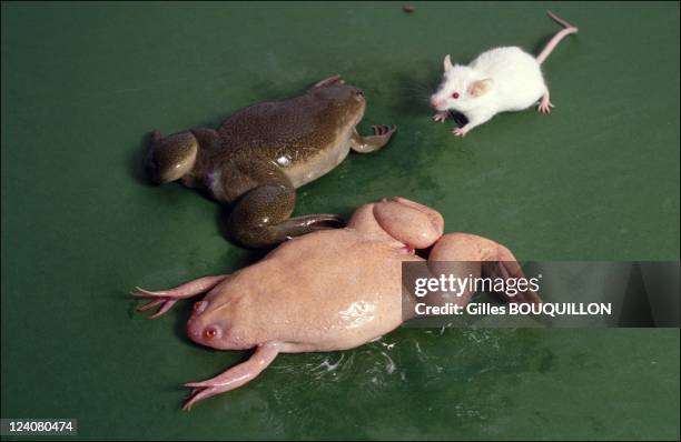 "Xenopus laevis" toad laboratory In Montpellier, France In December,1992 - Female Xenopus of which an albino.