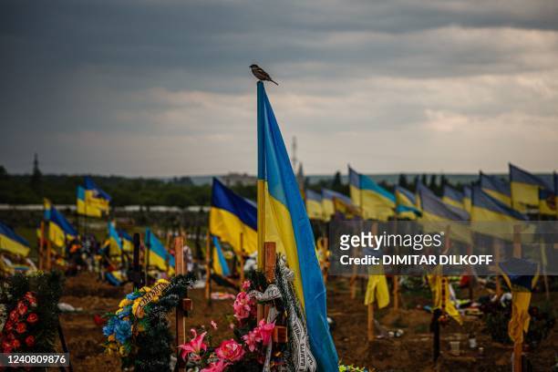 Photo taken on May 21, 2022 shows a bird alights on a Ukrainian flag in the military section of the Kharkiv cemetery number 18 in in Bezlioudivka,...
