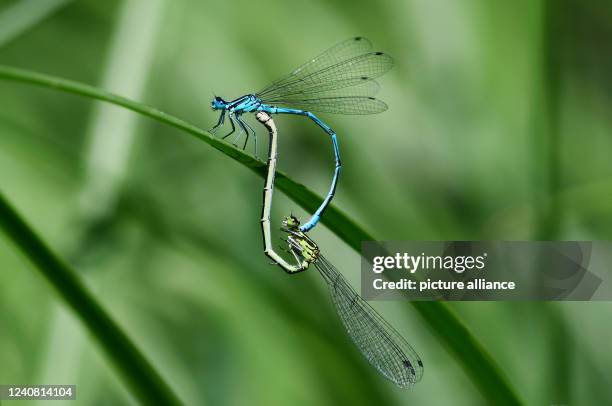 May 2022, Brandenburg, Ludwigsfelde: , Ludwigsfelde. Two damselflies mating near a pond near Ludwigsfelde, south of Berlin, holding on to a leaf....