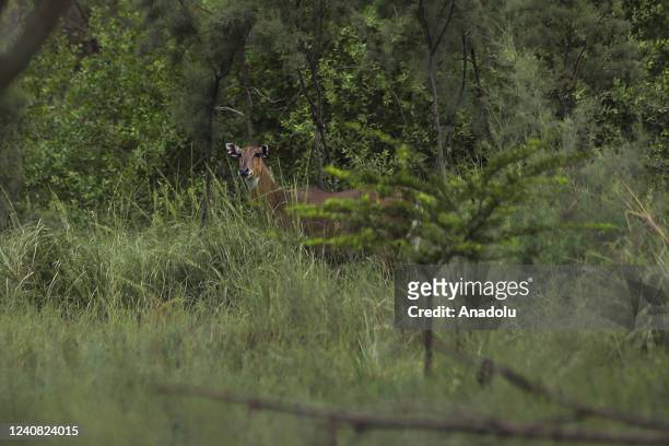 An Indian nilgai, the largest Asian antelope, is seen inside the Yamuna Biodiversity Park within the International Day for Biological Diversity in...