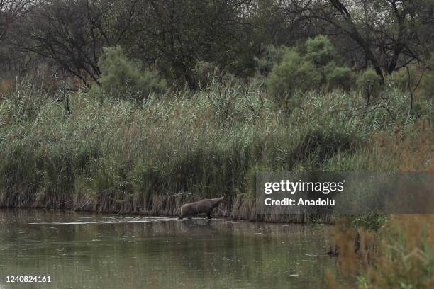 An Indian nilgai, the largest Asian antelope, is seen inside the Yamuna Biodiversity Park within the International Day for Biological Diversity in...