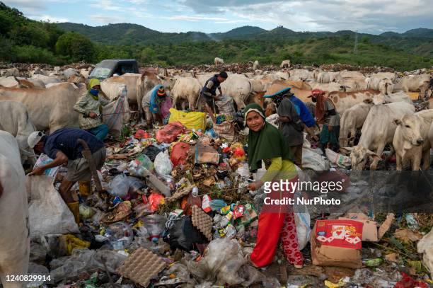 Scavengers look for used goods among cattle looking for food at the Final Disposal Site for waste in Kawatuna, Palu City, Central Sulawesi Province,...