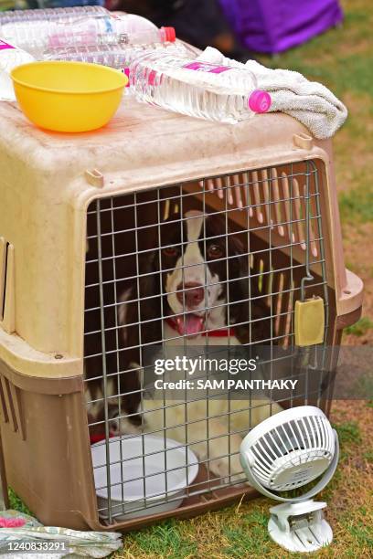 English springer spaniel sits inside its cage next to a fan during a dog show organised by the Indian National Kennel Club on a hot summer day in...