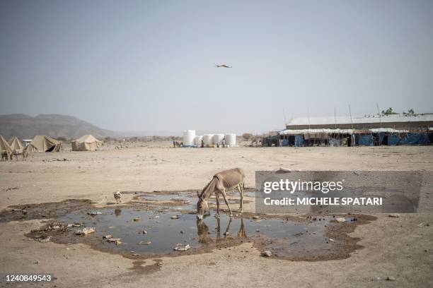 Donkey drinks from a puddle at the internally displaced persons camp of Guyah, 100 kms of Semera, Afar region, Ethiopia on May 17, 2022. Conflict...