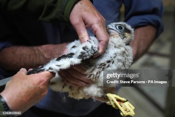 Nigel Jones, British Trust for Ornithology ringer and Phil Sheldrake, Salisbury Cathedral's nature conservation adviser, weigh, measure and ring one...