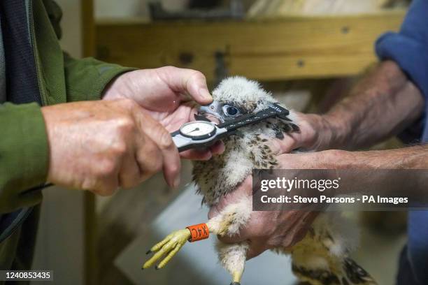 Nigel Jones, British Trust for Ornithology ringer and Phil Sheldrake, Salisbury Cathedral's nature conservation adviser, weigh, measure and ring one...