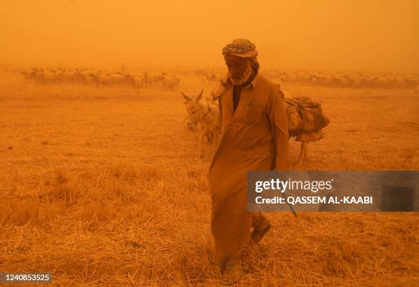 Bedouin shepherds whose animals were banned from entering the Najaf governorate due to the spread of the Crimean-Congo hemorragic fever, walk...