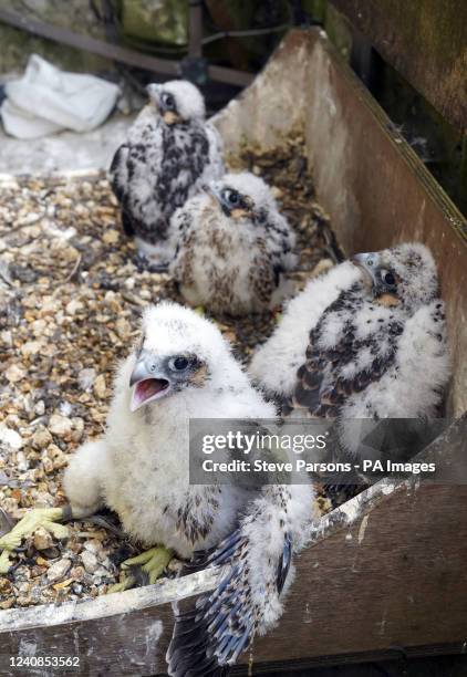 Peregrine falcon chicks after Nigel Jones, British Trust for Ornithology ringer and Phil Sheldrake, Salisbury Cathedral's nature conservation...