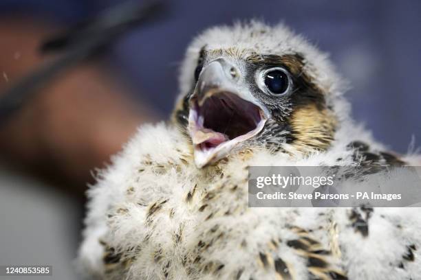 Peregrine falcon chick after Nigel Jones, British Trust for Ornithology ringer and Phil Sheldrake, Salisbury Cathedral's nature conservation adviser,...