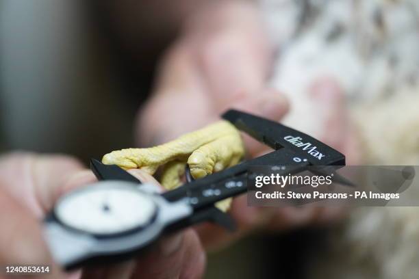 Nigel Jones, British Trust for Ornithology ringer and Phil Sheldrake, Salisbury Cathedral's nature conservation adviser, weigh, measure and ring one...