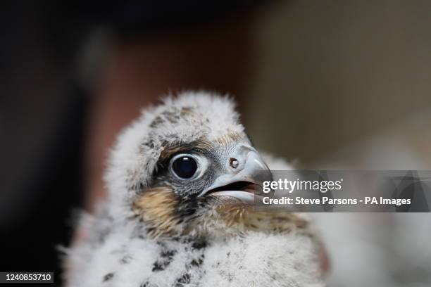 Peregrine falcon chick after Nigel Jones, British Trust for Ornithology ringer and Phil Sheldrake, Salisbury Cathedral's nature conservation adviser,...