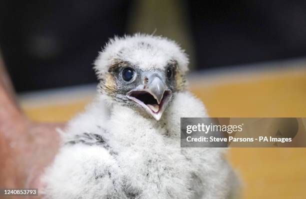 Peregrine falcon chick after Nigel Jones, British Trust for Ornithology ringer and Phil Sheldrake, Salisbury Cathedral's nature conservation adviser,...