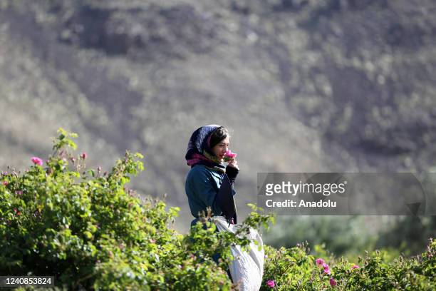 Farmer picks up roses during rose harvest in the early hours of the morning at Kemser, which is known for growing roses in Kashan city of Isfahan...