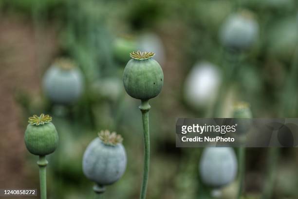 View of opium poppy growing in a field in Baramulla Jammu and Kashmir India on 23 May 2022