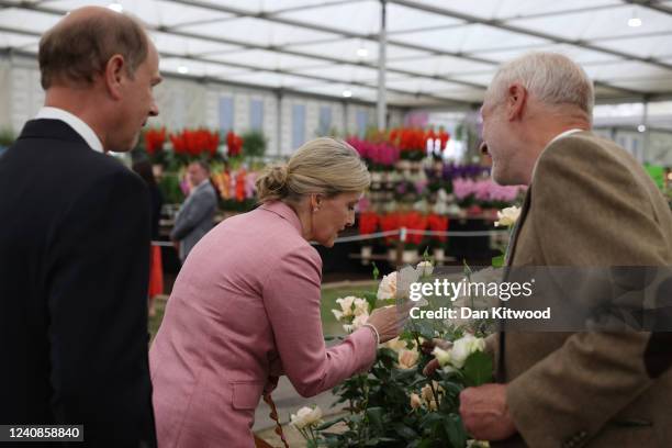 Sophie, Countess of Wessex smells a rose on the 'Harkness Roses' stand on May 23, 2022 in London, England. On the stand was another rose, The John...