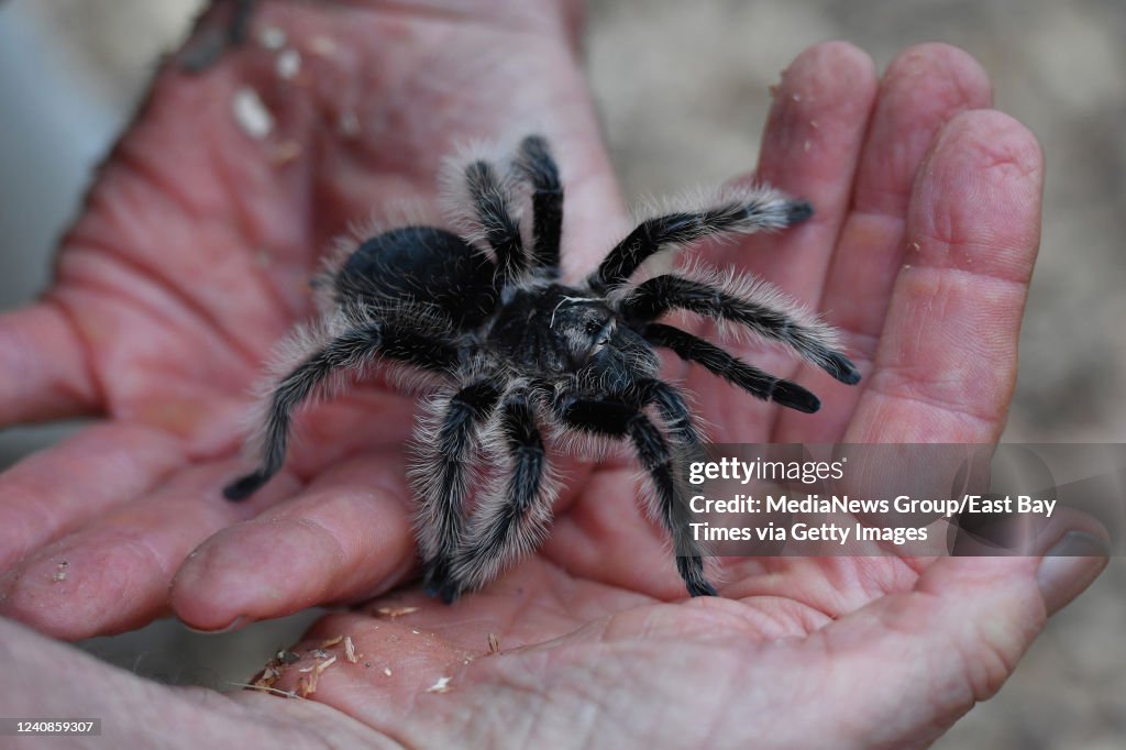 Tarantula mating season in Mount Diablo State Park