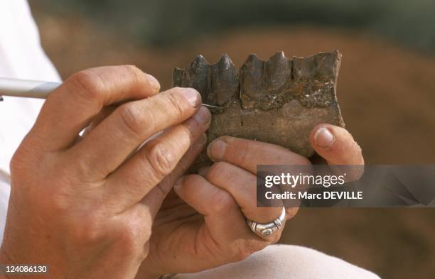 22 fotos e imágenes de alta resolución de Brigitte Senut Getty Images