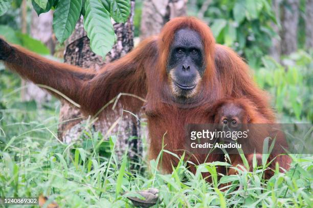 Mother Sumatran orangutan is seen with her baby at the Mount Leuser National Park in Sumatra, Indonesia on May 22, 2022. The Sumatran orangutans, one...