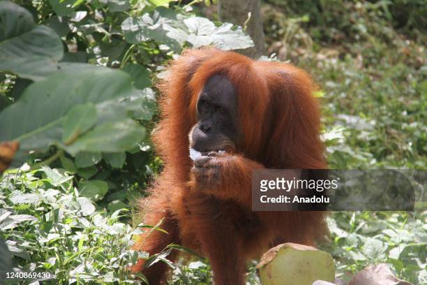 Sumatran orangutan eats food from a pile of garbage at the Mount Leuser National Park in Sumatra, Indonesia on May 22, 2022. The Sumatran orangutans,...