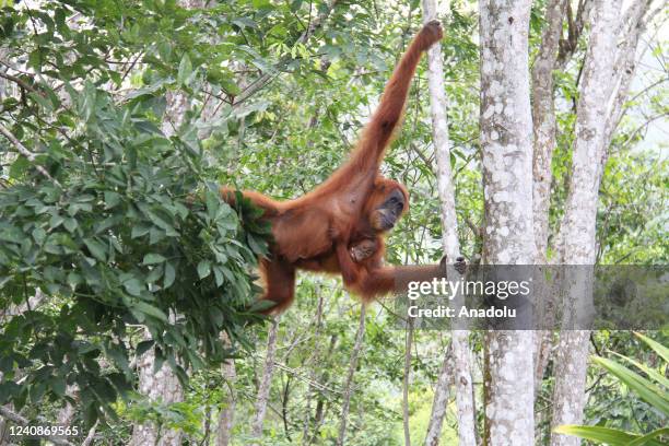 Mother Sumatran orangutan is seen with her baby at the Mount Leuser National Park in Sumatra, Indonesia on May 22, 2022. The Sumatran orangutans, one...