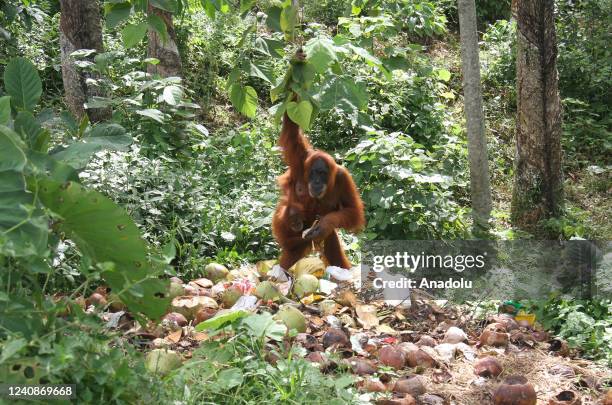 Mother Sumatran orangutan carrying her baby looks for food in a pile of garbage at the Mount Leuser National Park in Sumatra, Indonesia on May 22,...