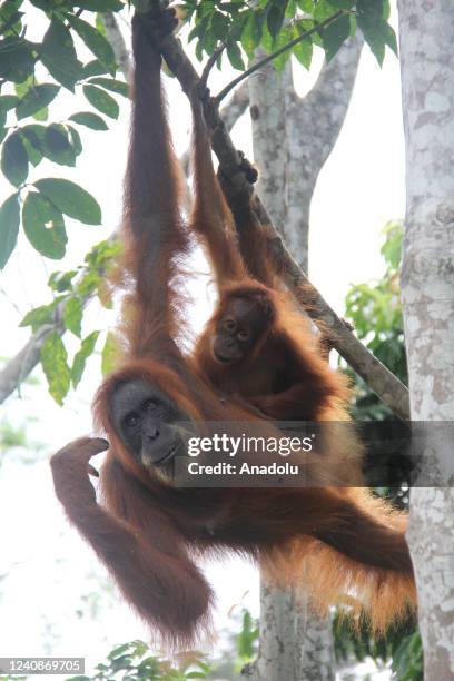 Mother Sumatran orangutan is seen with her baby at the Mount Leuser National Park in Sumatra, Indonesia on May 22, 2022. The Sumatran orangutans, one...