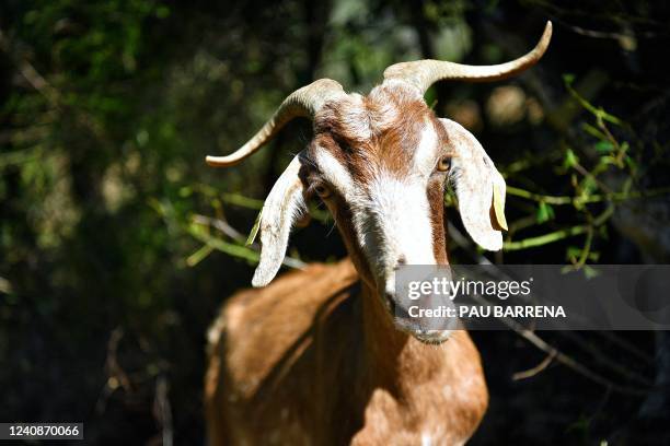 Goat grazes at the natural park of Collserola, near Barcelona on May 12, 2022. - Since April 2022, Barcelona city hall has employed 290 sheep and...