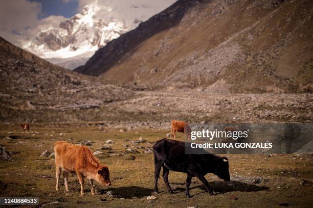 Cattle is seen near the Palcaraju mountain at the Huascaran National Park, in Huaraz, northeastern Peru, on May 23, 2022. - Saul Luciano Lliuya, a...