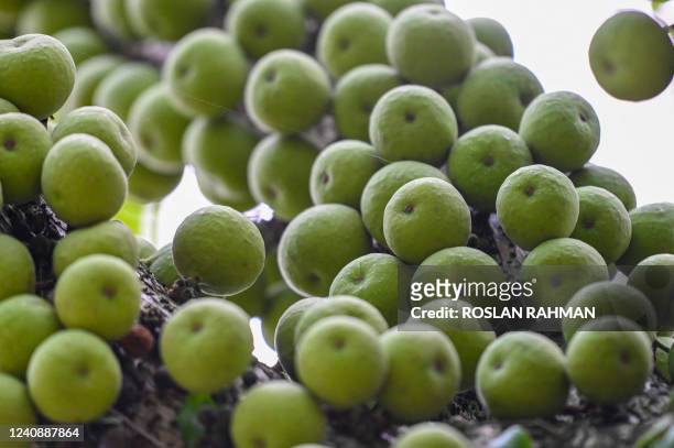 Moraceae fruits are seen on its tree branches at Gardens by the Bay in Singapore on May 25, 2022.