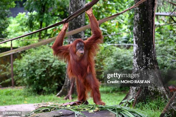 Sumatran orangutan plays with ropes at the National Zoo in Kuala Lumpur on May 25, 2022.