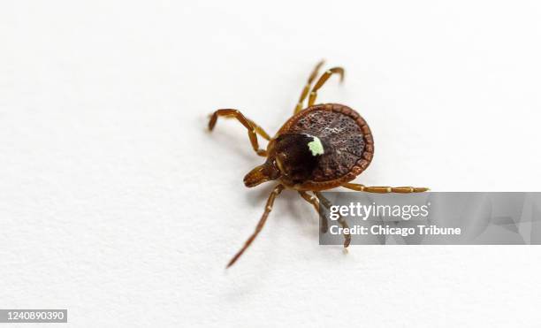 Live specimen of the lone star tick in a lab in Morrill Hall at the University of Illinois at Urbana-Champaign in 2017.