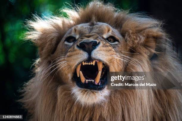 Lion showing its fangs while roaring pictured in its enclosure at Loro Parque zoo.