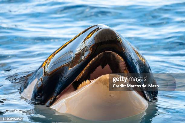 An orca or killer whale showing its teeth pictured in its enclosure at Loro Parque zoo aquarium.